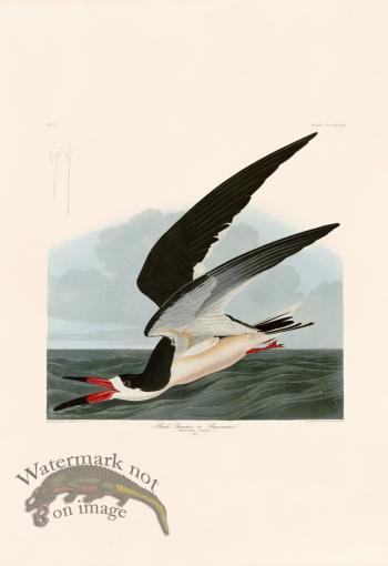 323 Black Skimmer